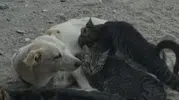 Çanakkale’de şaşırtan dostluk Anne köpek kedi yavrularını sahiplendi