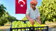 İzmir’in meşhur inciri tezgahlara indi