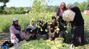 Amasya’nın sarı altını tarlada nakde dönüşüyor