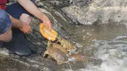 Vanlı fotoğrafçı Deliçay kıyısında kaplumbağalarla özel bir bağ kurdu