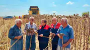 Tarsus'ta ayçiçeği hasadı başlıyor, bu yıl 4 bin 485 ton bekleniyor