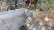Boş havuzda mahsur kalan oklu kirpiyi vatandaş kurtardı