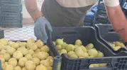 Mersin Mut incirinde büyük kayıp Rekolte üçte bire indi