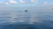 Balıkçıların karşısına yunuslar çıktı, o anlar cep telefonunda