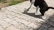 Elazığ sokaklarında kedi ve yılanın kıyasıya mücadelesi
