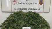 Kenevir operasyonu Üç ilçede baskın, 9 gözaltı