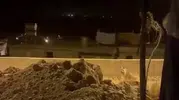 Adıyaman'da köy evlerinin bahçesine çizgili sırtlan girdi