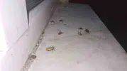 Zonguldak Çaycuma’da evleri istila eden böcek paniği