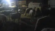 Ağıldan kaçan 50 koyunu jandarma dronla 4 kilometre ötede buldu