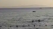 Gemlik sahilinde beklenmedik ziyaretçi