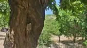 Malatya’da bir kayısı ağacı doğal arı kovanına dönüştü