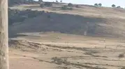Ergani'de mahsur kalan leylek için enerji ekipleri seferber oldu