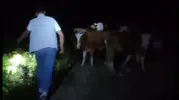 Bayburt'ta akşam sayımında 13 inek eksik çıktı, gece yarısı dağda bulundu