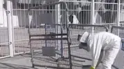 Kayseri’de stadyum çevresini arılar bastı