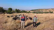 Kilis'te kaybolan 50 koyun jandarma operasyonuyla bulundu