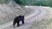 Çankırı'daki ormanda fotokapan bir ayıyı görüntüledi