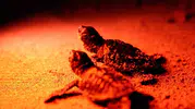 Didim sahillerinde caretta caretta mesaisi