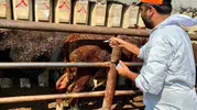 Afyon’a getirilen ithal hayvanlar sıkı takibe alındı