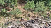 Munzur kıyısında nesli tükenen dağ keçileri görüntülendi