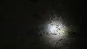 Tunceli doğasında gece yarısı şaşırtan karşılaşma