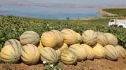 Elazığlı çiftçinin tarlasında hasat dönemi başladı
