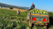 Manisalı çiftçi aracıları aradan çıkardı kazancını ikiye katladı