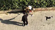 Adana'da dehşet anları Sahipsiz Pitbull kediyi parçaladı