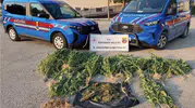 Kahta’da jandarmadan uyuşturucu baskını