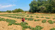 Dazkırı çiftçisi yeni kazanç kapıları arıyor