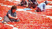 Torbalı tarlalarında domates hasadı ve kurutma telaşı