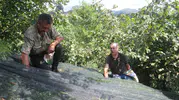 Fındıkta hasat maliyetini düşüren pratik çözüm