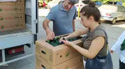 Aydınlı çiftçiye kışlık fide desteği başladı