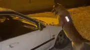 Bartın'da otomobilin kaputuna gizlenmiş uyuşturucu operasyonu