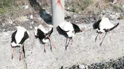 İstanbul semalarındaki leylekler için elektrik telleri ölüm tuzağına dönüştü
