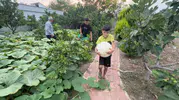 Osmaniyeli çiftçinin hobi bahçesinden bir ton kabak çıktı