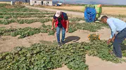 Afyon’da tarlalar tek tek inceleniyor