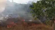 Bahçeye sıçrayan yangın meyve fidanlarını küle çevirdi