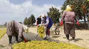 Manisa bağlarında 2026 üzüm hasadı yevmiyeleri belli oldu