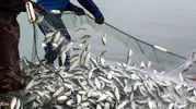 Muğla’nın balığı dünyaya açıldı İhracatta 2 milyar dolar barajı aşıldı