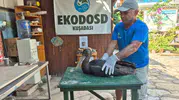 Aydın’da uçamayan karaleyleği çoban Selami kurtardı