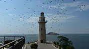 İstanbul semalarında binlerce leyleğin göç yolculuğu başladı