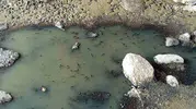 Bursa'da bir doğa sever binlerce balığı ölüme terk etmedi