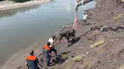 Çamura saplanan atı AFAD vinçle kurtardı