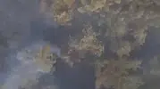 Sındırgı'da orman yangını kamyondan sıçradı