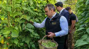 Bilecik’in meşhur boncuk fasulyesinde hasat vakti geldi