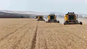 Sivas tarlalarında bereket yılı Hububat rekor kıracak