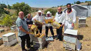 Karadeniz arılarında verimi artıracak ıslah projesi 8 yaşında