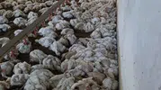 Bolu'da elektrik arızası 4 bin tavuğun ölümüne yol açtı