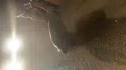 Samandağ sahilinde yolunu kaybeden caretta caretta kurtarıldı