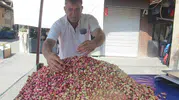 Fıstıkta yeni sezon açıldı, ilk fiyat 700 lira